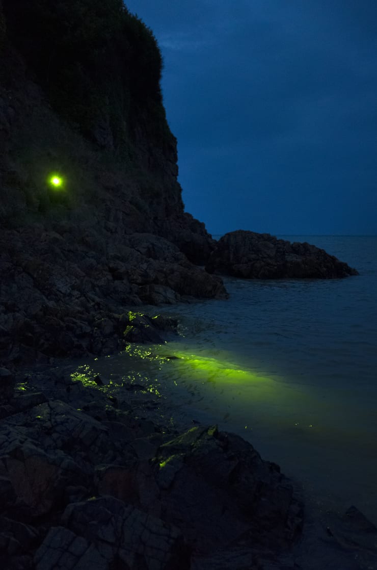 Alice Pallot, Algues Maudites- from the series Algues Maudites - a sea of tears, 2022