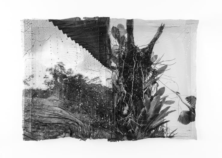 Sylvie Bonnot Soulèvements (Héron kokoï), Cacao/Petit Saut - Guyane, 2025 Diptych, BW photographs, silver gelatin transferred onto Fabriano paper - Unique work 36 x 51 cm in 45 x 61 cm white wooden frame with anti-reflective glass