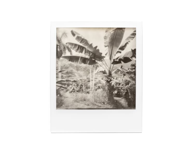 Jordan Beal, A highly detailed photography of a garden-in Martinique, 2024