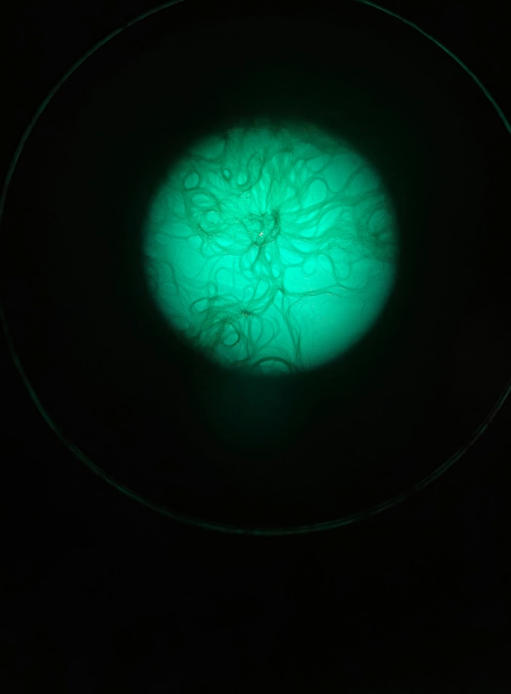 Alice Pallot, Green light algae - from the series Algues Maudites - a sea of tears, 2022