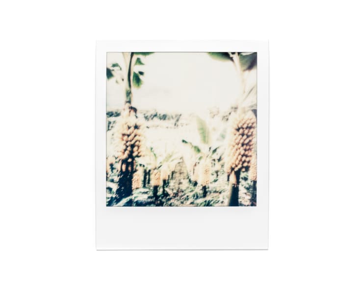 Jordan Beal, a photo of banana field in Martinique--v 6, 2024