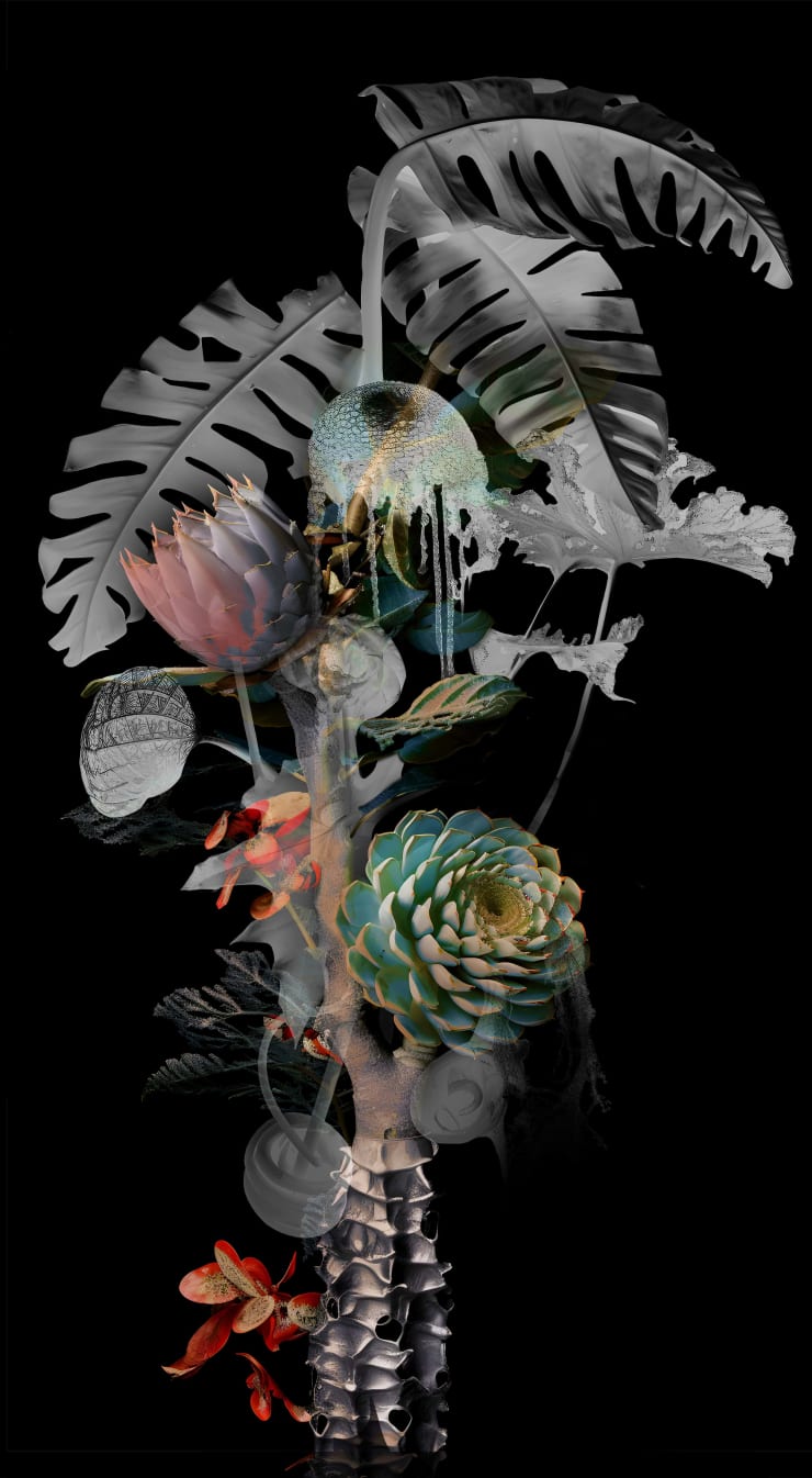 Claudia Jaguaribe From the series Viveiro, 2024 Fine Art Print mounted on dibond Frame included 40 x 22 cm Edition of 5