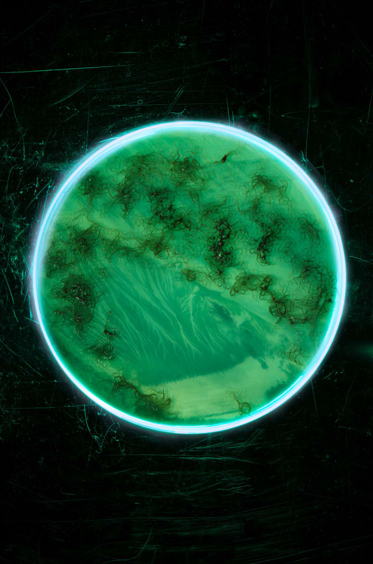 Alice Pallot, Algae culture - from the series Algues Maudites - a sea of tears, 2022