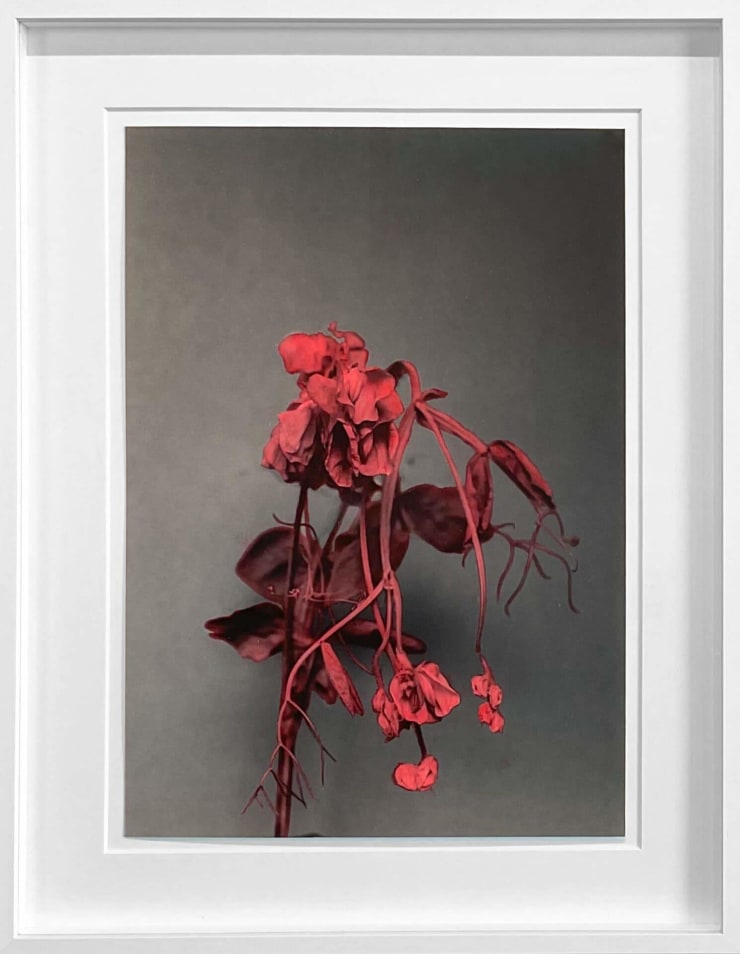 Lilja Birgisdóttir, Ilmblóm / Scented Flower, 2021