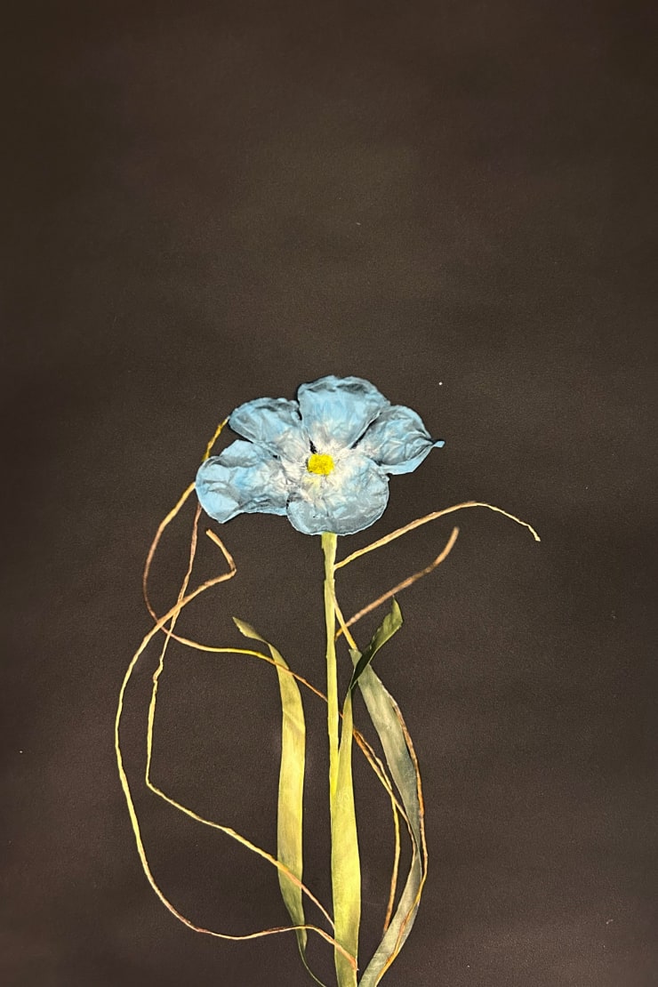 Lilja Birgisdóttir & Ingibjörg Birgisdóttir, Nammiblóm / Candy Flower, 2024