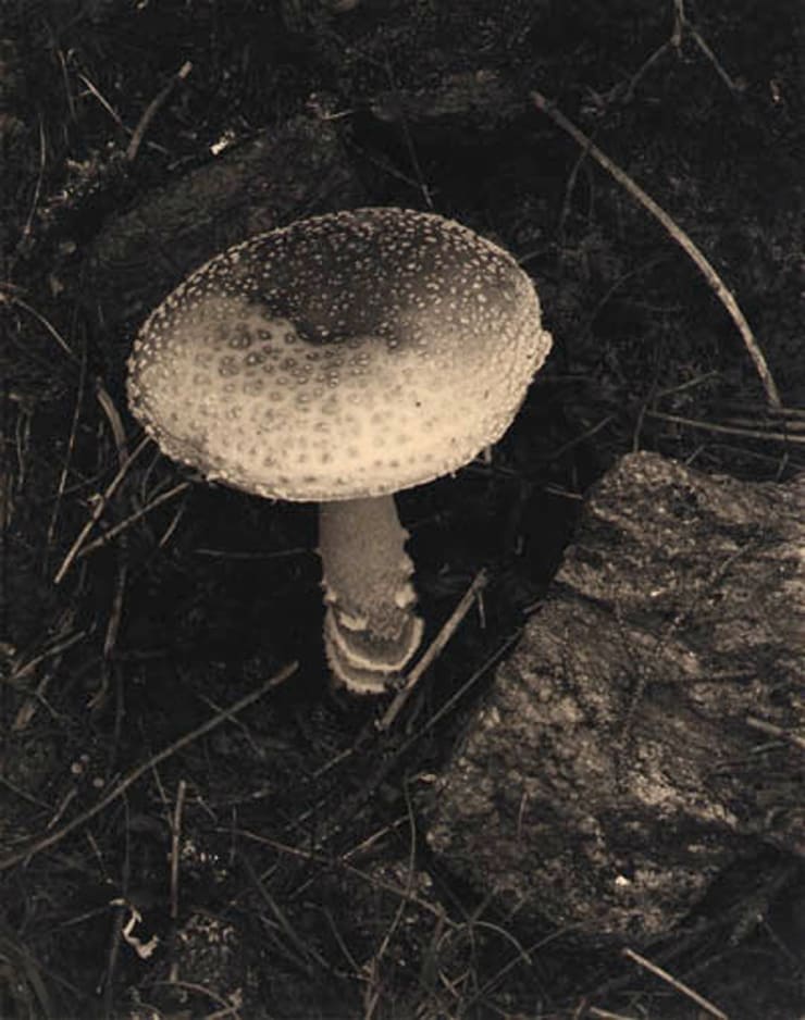 Paul Strand, Toadstool, Maine, 1928