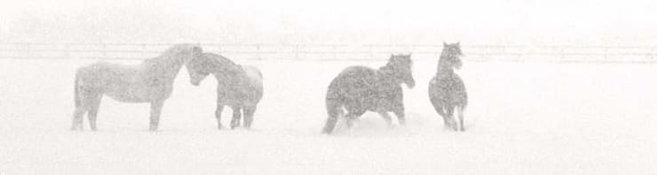 Linda Mccartney Horses in Snow, Sussex, 1986, 1986 Platinum photograph 22.9 x 61 cms 9 1/16 x 24 1/16 ins