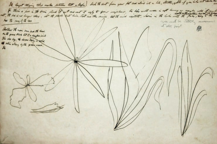 40 Untitled (Flower with annotations)