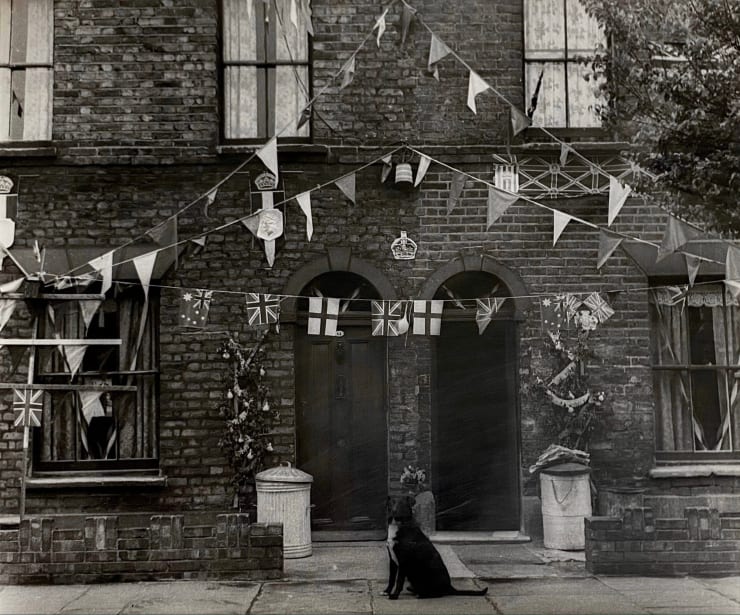 Dog portrait. Coronation