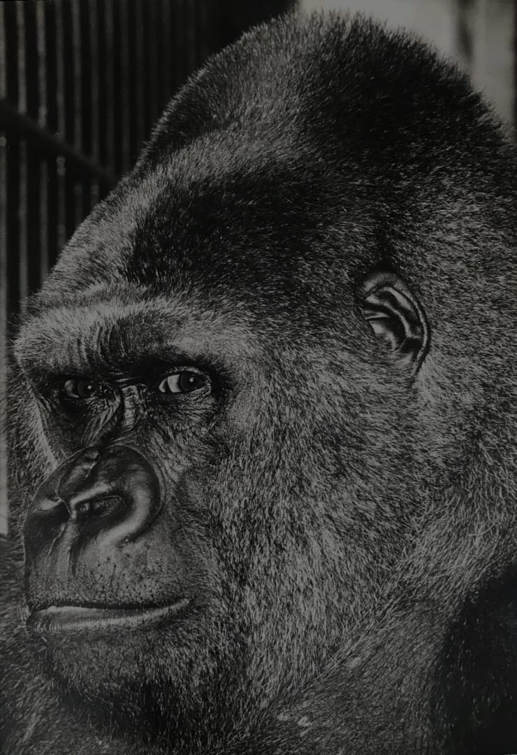 Wolfgang Suschitzky, Guy the Gorilla, 1958