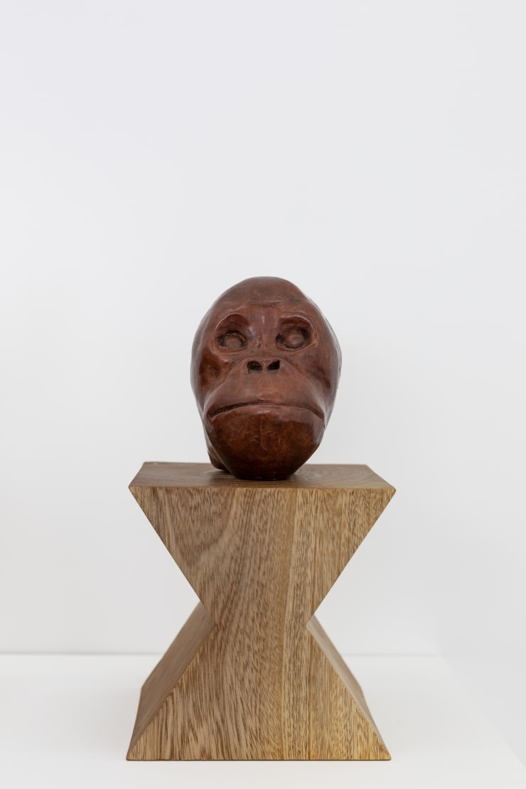 Orangutan, 2022