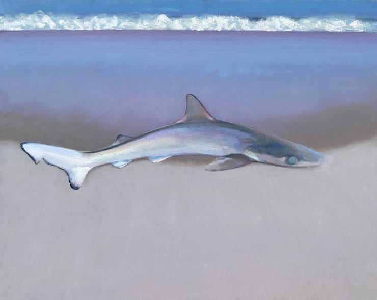 Shane McClatchey, Schrödinger's Shark, 2025