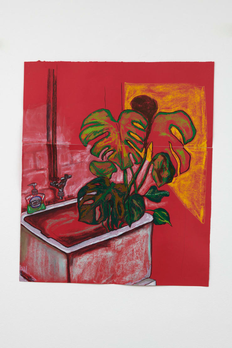 Christabel MacGreevy, Cheese Plant Having A Drink In The Studio Sink, 2018
