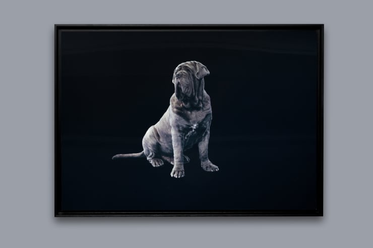 Charles de Meaux, Bestiaire 1, 2025