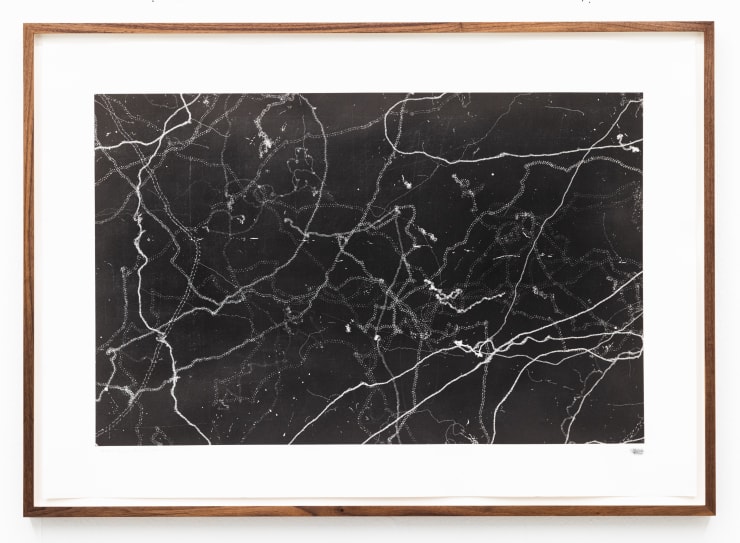 Maximilian Prüfer Milben/Ameisen-studie, 2023 Naturantypie on Paper 75,4 x 105 cm (framed) 69,5 x 100 cm (unframed)