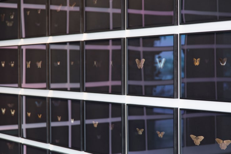 Maximilian Prüfer Black Butterfly-Prints 72 pieces, 2019 Butterfly scales on black paper 270 x 756 cm 106 1/4 x 297 5/8 in