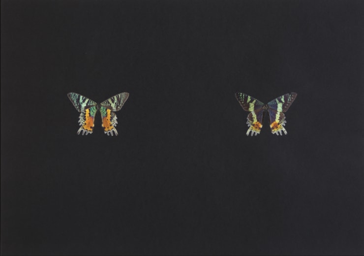 Maximilian Prüfer Black Butterfly-Print #9, 2017 Butterfly scales on black paper 45 x 63 cm 17 3/4 x 24 3/4 in