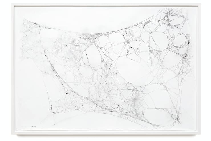 Maximilian Prüfer Mothercity 2b, 2016 Naturantypie Spider web on paper, Paper incl. Frame (Museum Glass) 104 x 151 cm 41 x 59 1/2 in