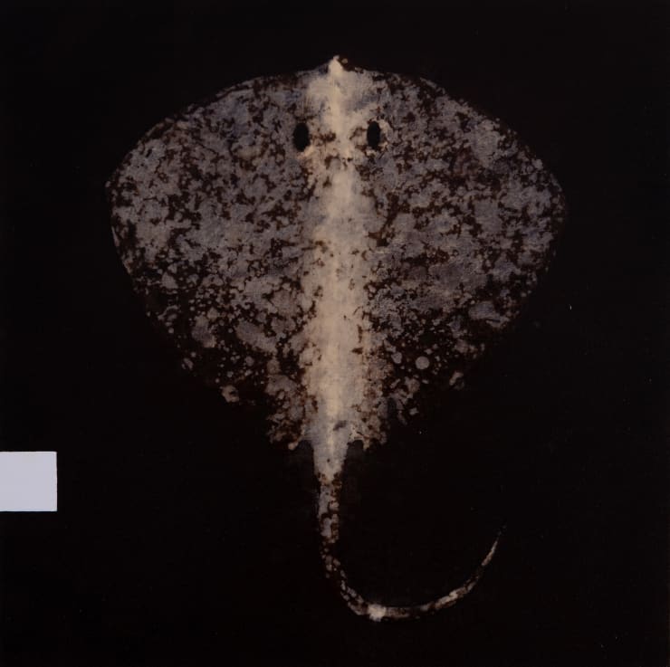 Osmo Rauhala, Form of Silences - Nacre, 2022