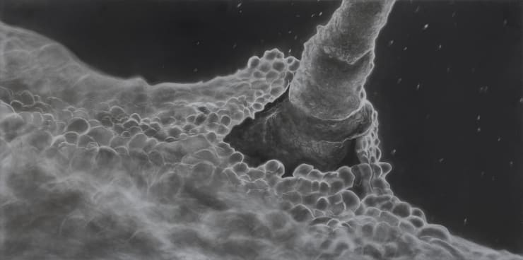 Juan Antonio Olivares, Untitled (sperm and egg), 2022