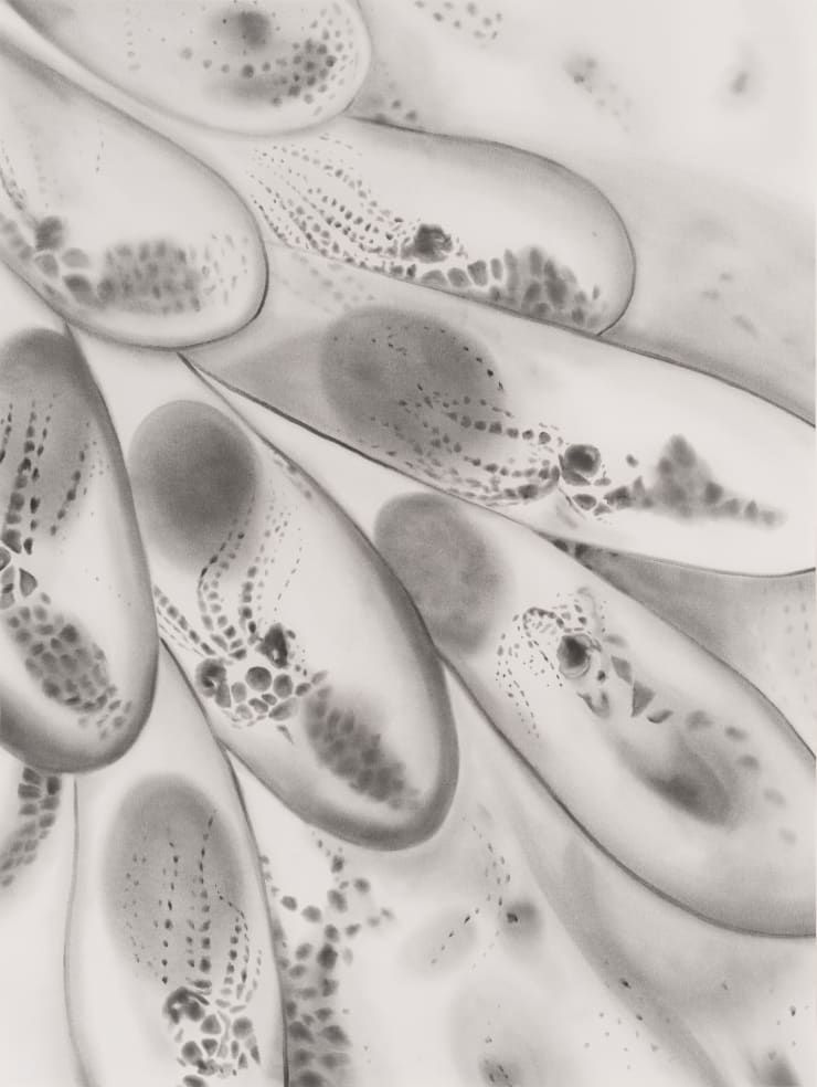 Juan Antonio Olivares, untitled (octopus eggs), 2021