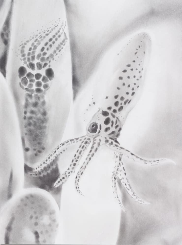 Juan Antonio Olivares, Untitled (octopus), 2020