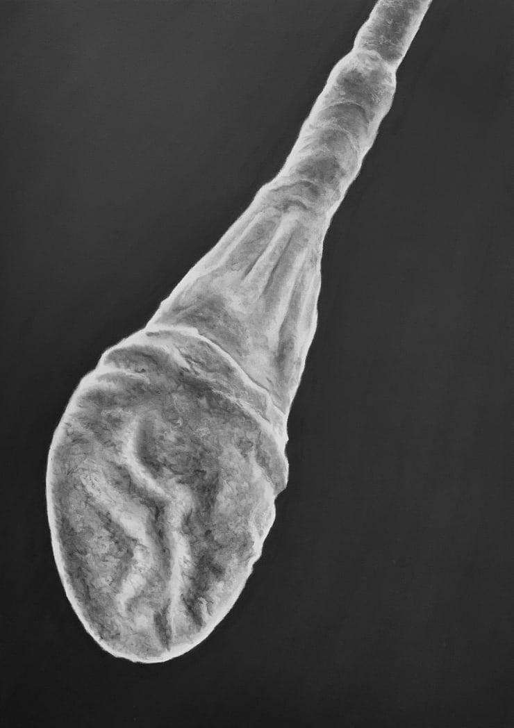 Juan Antonio Olivares, Spermatozoa, 2019