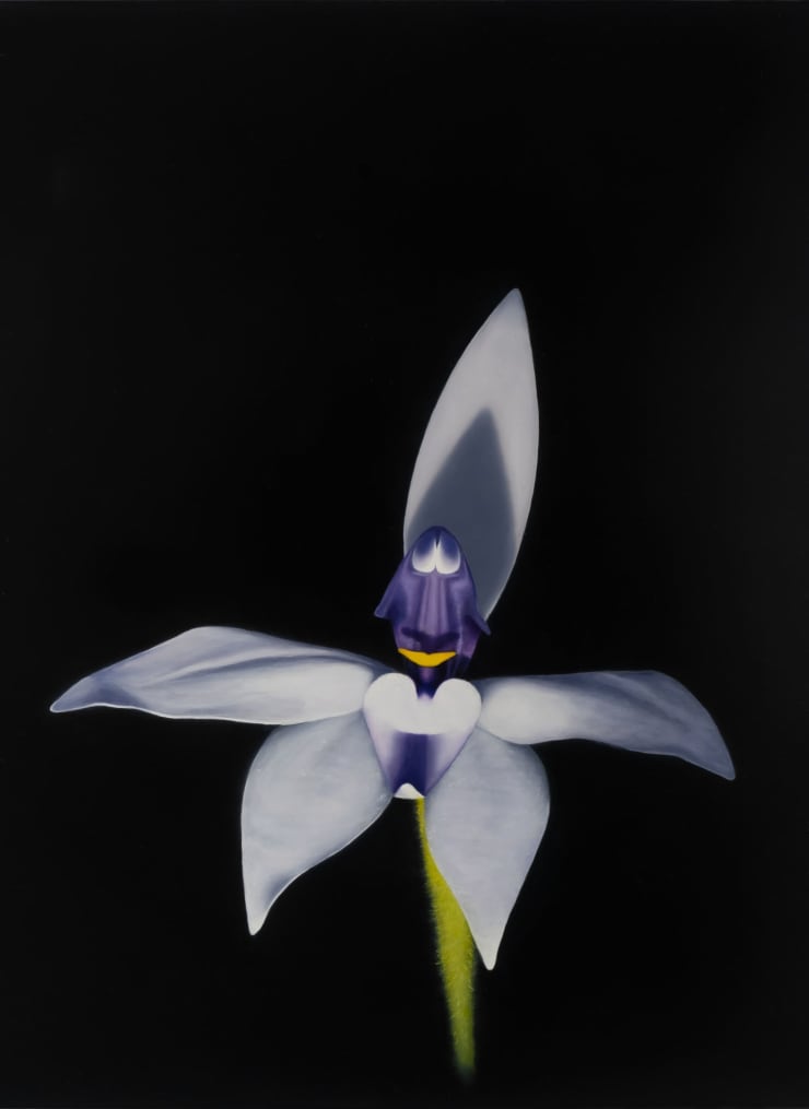 Camilla Tadich, Wax-Lip Orchid, Pale form II (Caladenia Major)