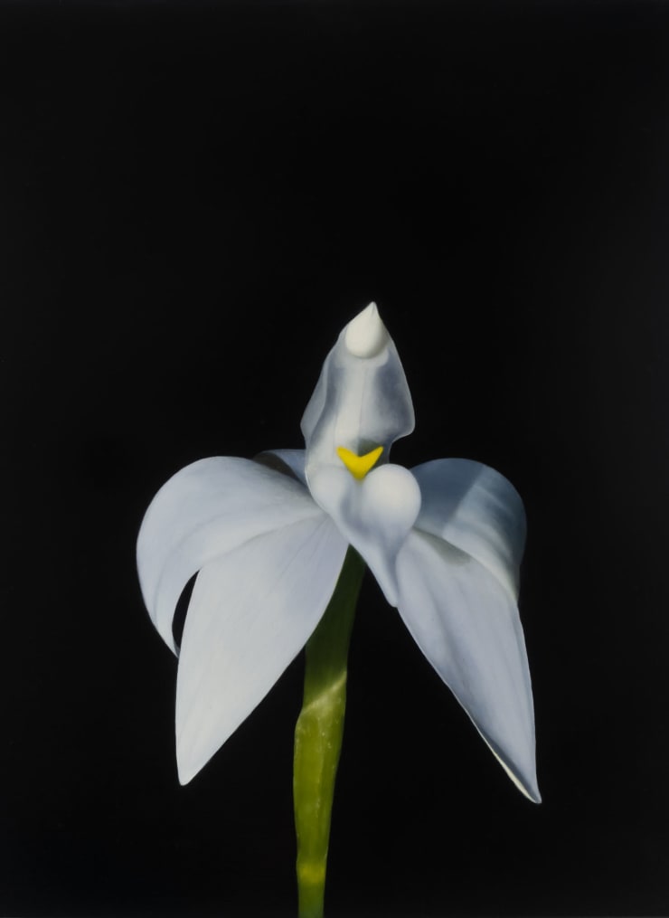 Camilla Tadich, Wax-Lip Orchid, Pale form I (Caladenia Major) , 2023