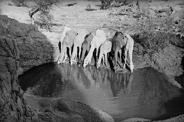 Micha Bar-Am, Waterhole, Nahal Zohar, 1954