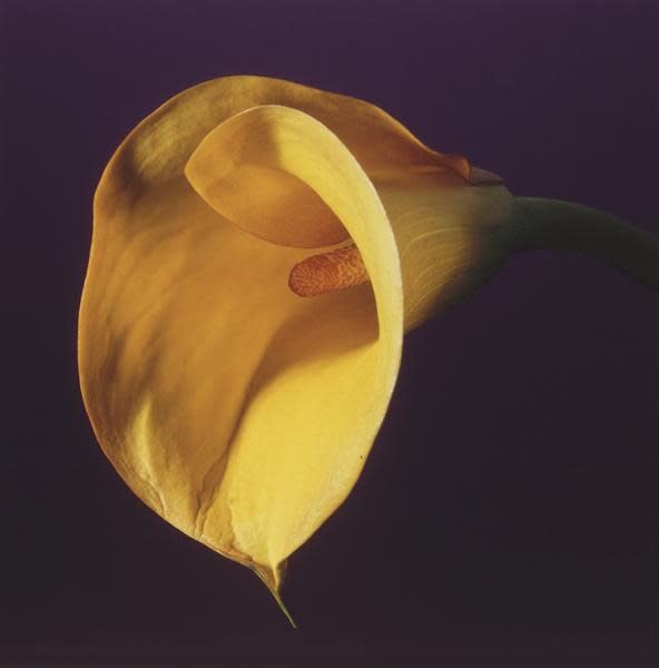 Robert Mapplethorpe - Calla Lily, 1987