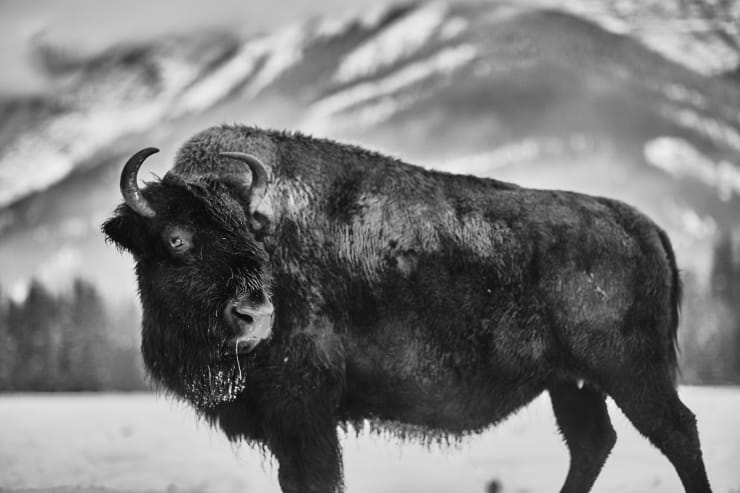 Amanda Rica Taylor, Tantanka III, 2019