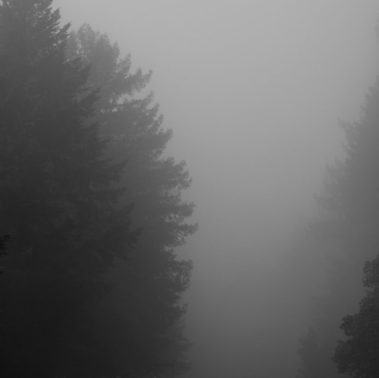 Miya Ando, Foggy Redwoods Going Home, 2014