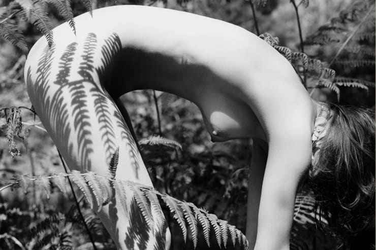 Peter Westh, Forest Shadows, 2013