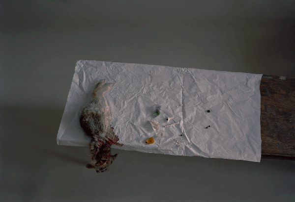 Laura Letinsky Untitled #27 from "The Dog and the Wolf" series, 2009 Archival pigment print, Edition of 2/9 30 3/4 x 44 3/4 in.