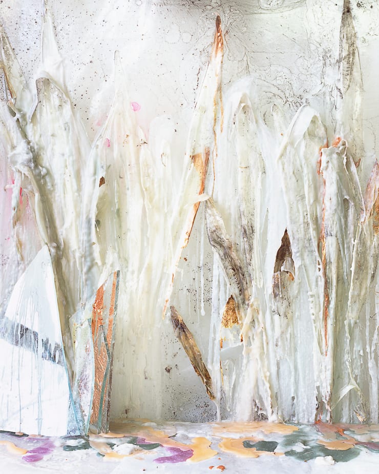 Heidi Norton Snake Plant Skins in Wax and Resin, 2012 Archival pigment print 60 x 48 in. 152.4 x 121.92 cm