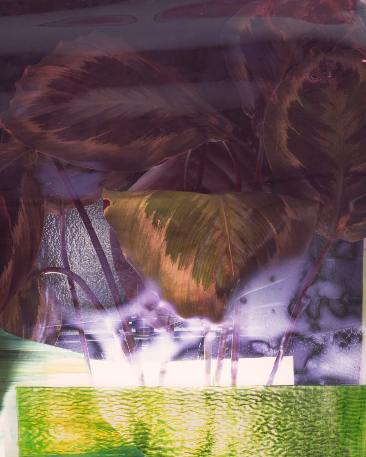 Heidi Norton Ultraviolet Plant Shelter, 2014 Archival pigment print 24 x 30 in. 60.96 x 76.2 cm