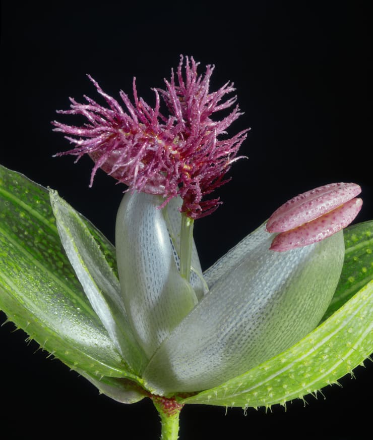 Heidi Norton Panic Grass (Panicum boreale), 2014 Pigment print on glass 14 x 11 in. 35.56 x 27.94 cm