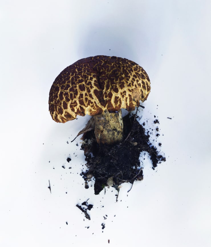 Takashi Homma Mushroom from the forest #21, 2011 C-type print 33.5 x 26.5 cm (image) 35.6 x 27.9 cm (sheet) 13 1/4 x 10 3/8 in (image) 14 1/8 x 11 in (sheet)