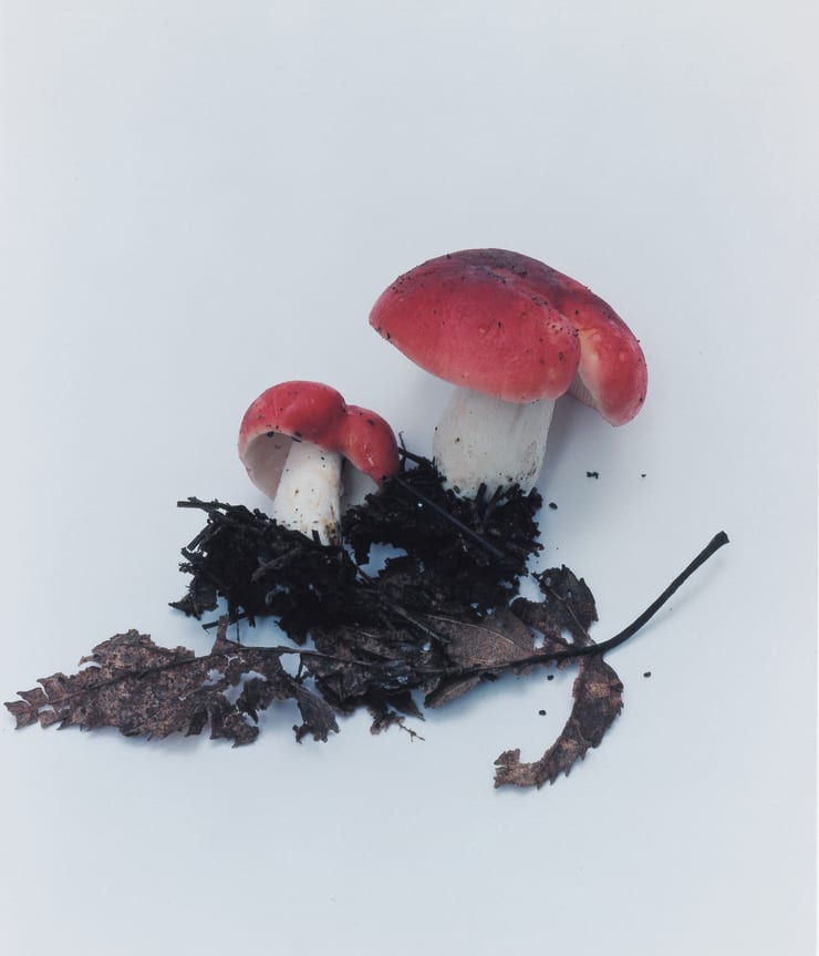 Takashi Homma Mushroom from the forest #12, 2011 C-type print 33.5 x 26.5 cm (image) 35.6 x 27.9 cm (sheet) 13 1/4 x 10 3/8 in (image) 14 1/8 x 11 in (sheet)