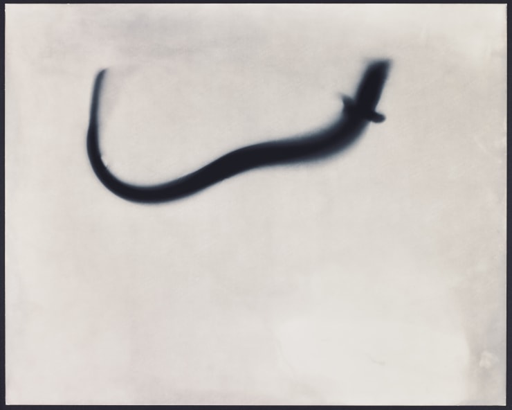 Eel Study Positive AP