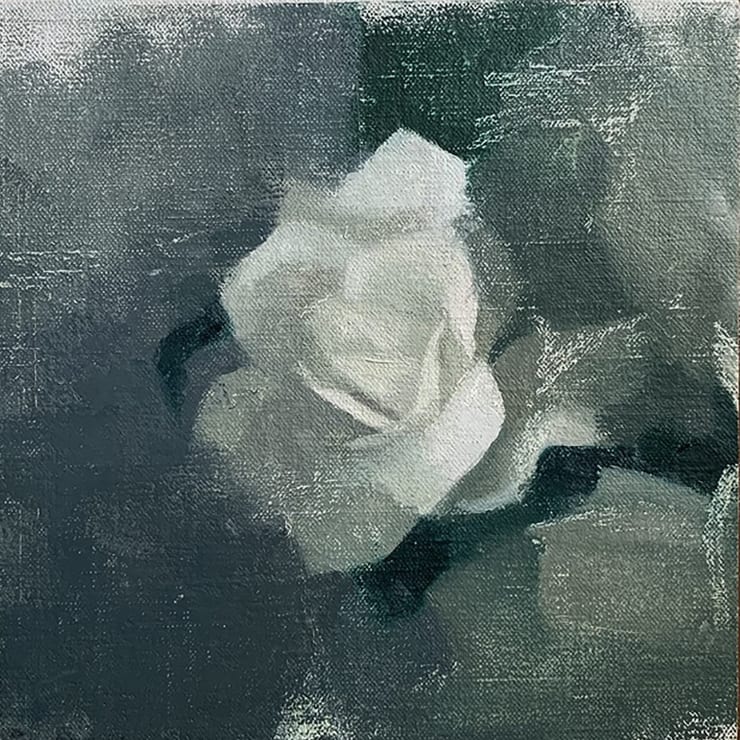 A White Rose