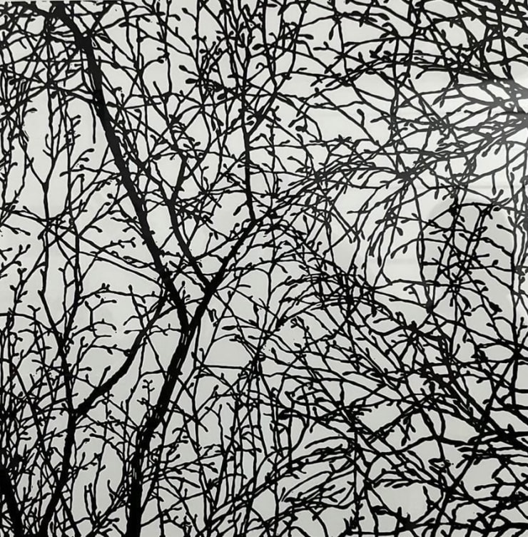 Andrew Carter Copper Beech Buds, 2018 Linocut Unframed £325 unframed 40 x 40cm