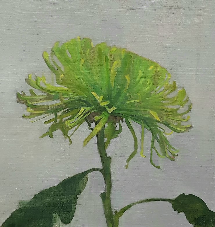 John Murphy-Woolford Large Green Chrysanthemum, 2021 Oil on linen 31 x 31cm
