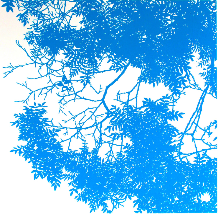 Andrew Carter Ash Tree Blue Linocut Somerset satin 300gm 38 x 38cm