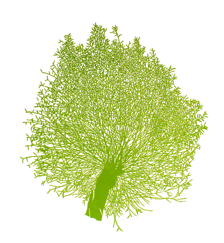 Andrew Carter Constable Willow Linocut Somerset satin 300gm 43 x 39cm