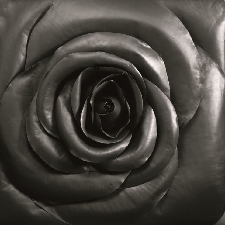 Cai Zhisong 蔡志松, Rose 小玫瑰, 2010