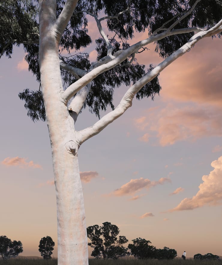 Lindsay Blamey, Twilight Tree
