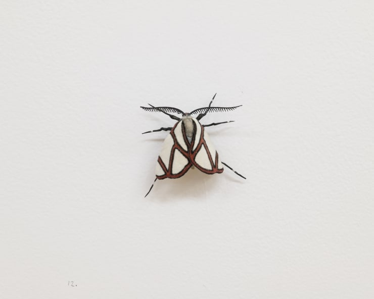 Moth