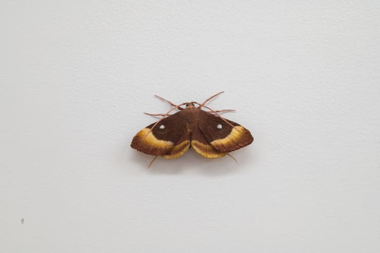 Elizabeth THOMSON, Moth, 2023